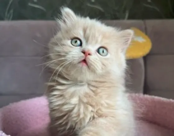 Scottish Straight Tbilisi