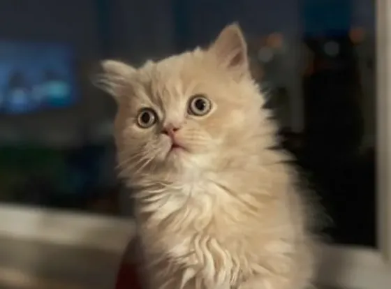 Scottish Straight Tbilisi