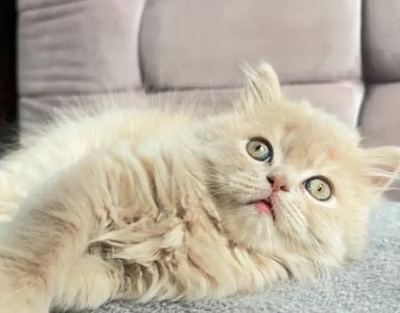 Scottish Straight Tbilisi - photo 1