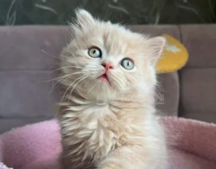 Scottish Straight Tbilisi - photo 2