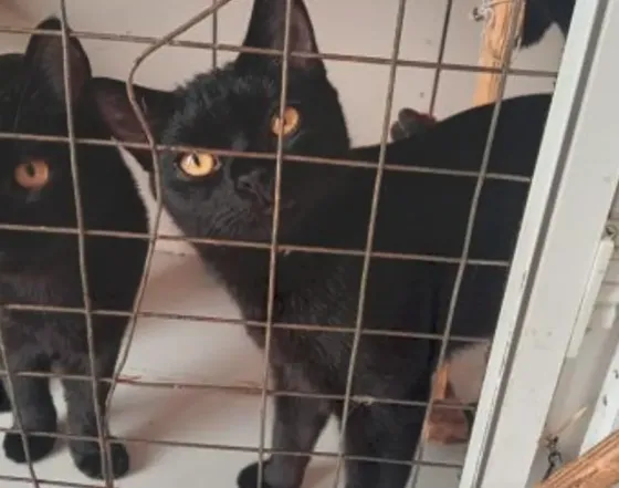 The kittens of the firm Tbilisi