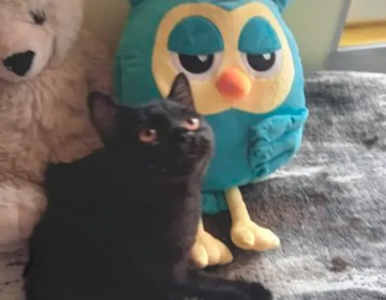 The kittens of the firm Tbilisi