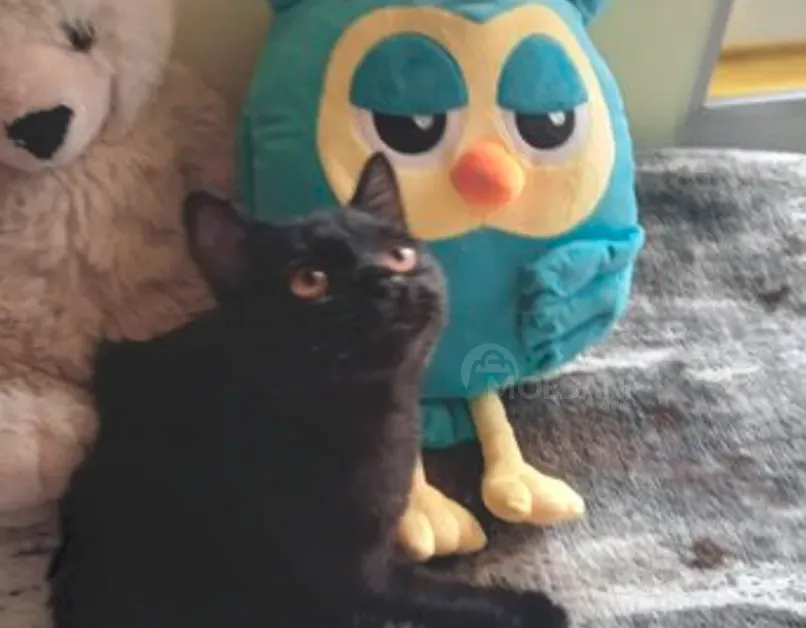 Ბირმანის კნუტები თბილისი - photo 1