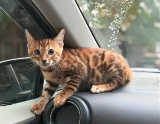 Purebred Bengal kittens for sale Tbilisi