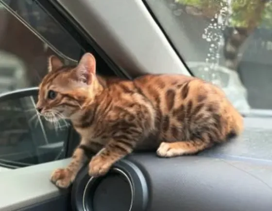 Purebred Bengal kittens for sale Tbilisi