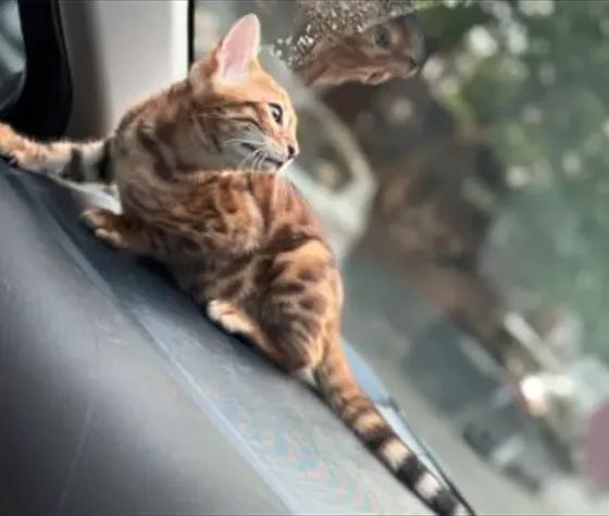 Purebred Bengal kittens for sale Tbilisi