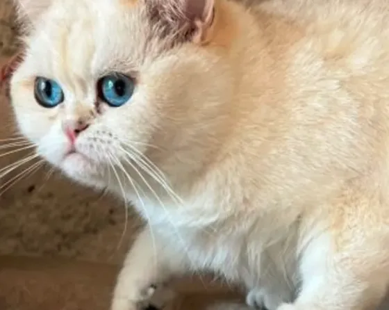 British chinchilla Tbilisi