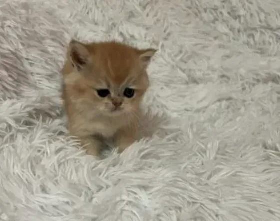 British chinchilla Tbilisi