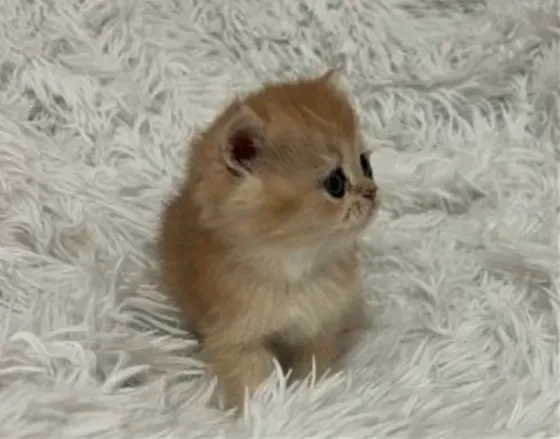 British chinchilla Tbilisi