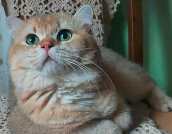 British chinchilla Tbilisi