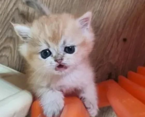 British chinchilla Tbilisi