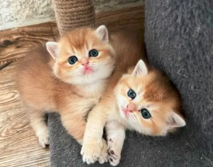 Ბრიტანული შინშილა თბილისი - photo 1