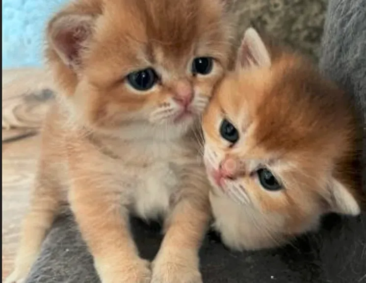 Ბრიტანული შინშილა თბილისი - photo 7