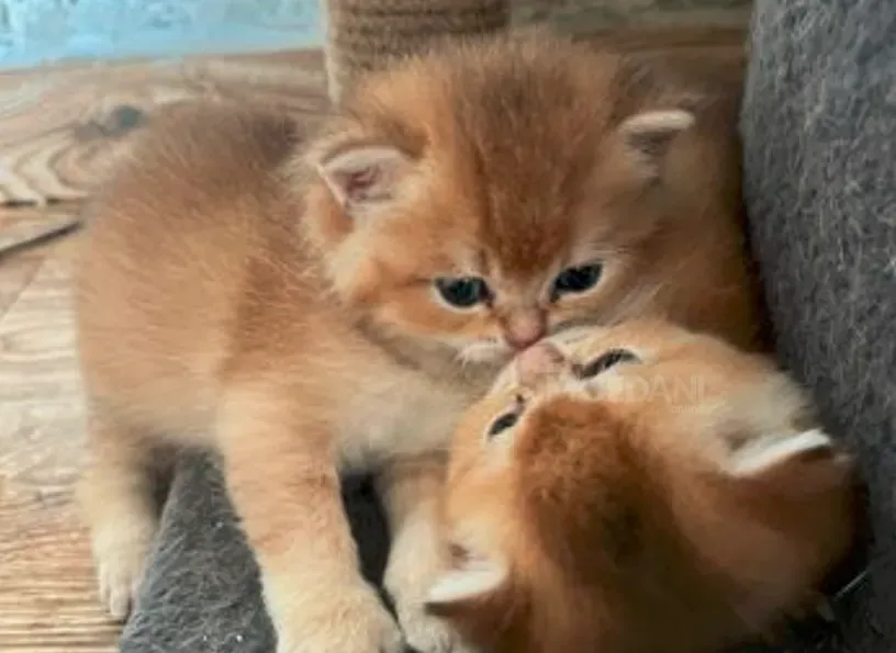 Ბრიტანული შინშილა თბილისი - photo 8