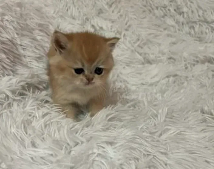 Ბრიტანული შინშილა თბილისი - photo 2