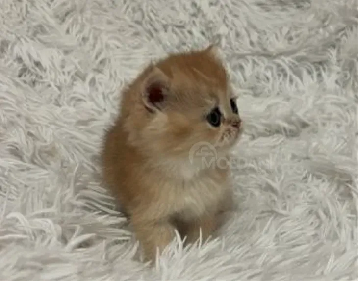 Ბრიტანული შინშილა თბილისი - photo 5