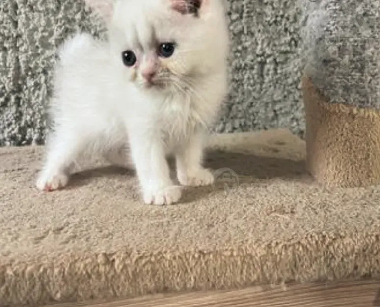 Სპარსული თბილისი - photo 2