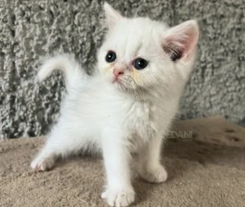 Სპარსული თბილისი - photo 3