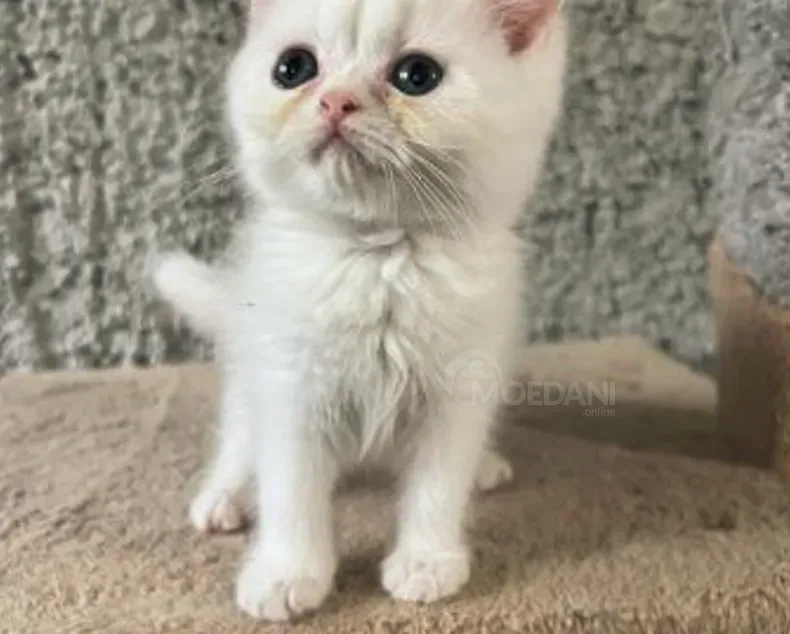 Სპარსული თბილისი - photo 1