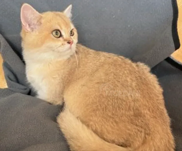 Ბრიტანული თბილისი - photo 7