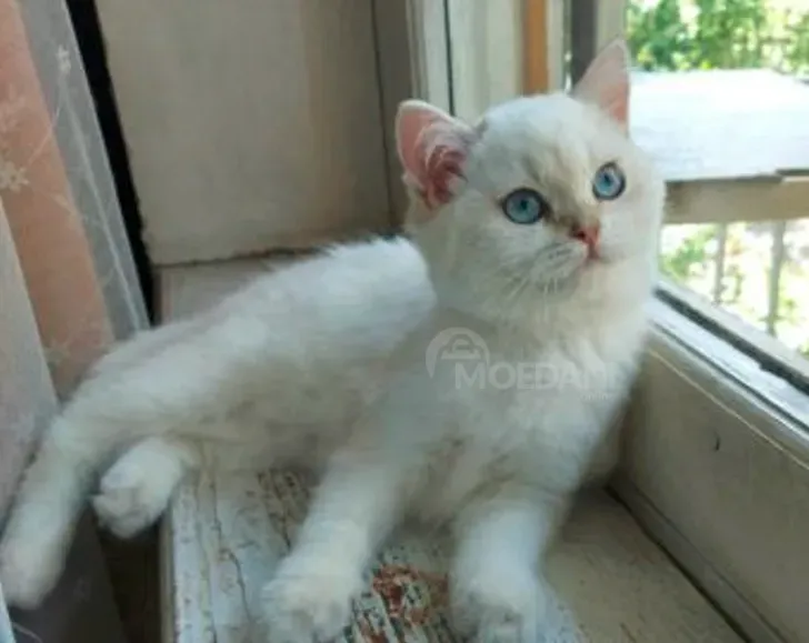 Ბრიტანული თბილისი - photo 6