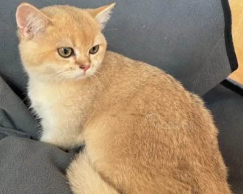 Ბრიტანული თბილისი - photo 1