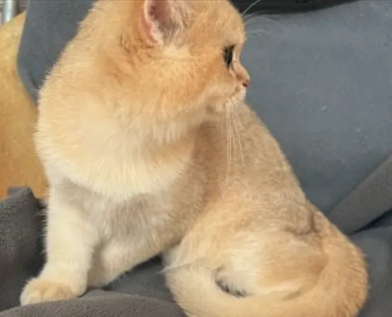 Ბრიტანული თბილისი - photo 5