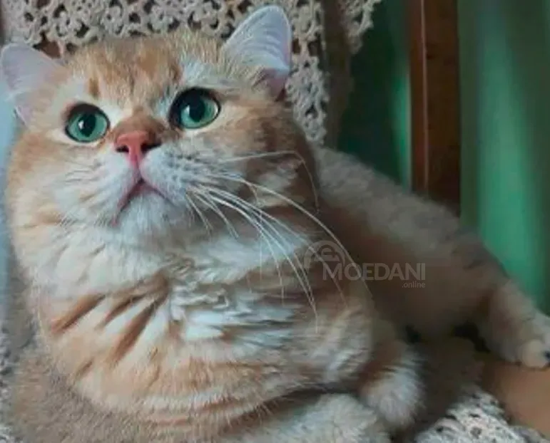 Ბრიტანული თბილისი - photo 8