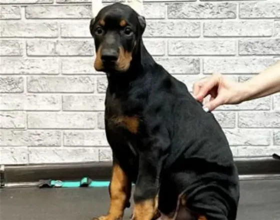 Doberman (European) Tbilisi
