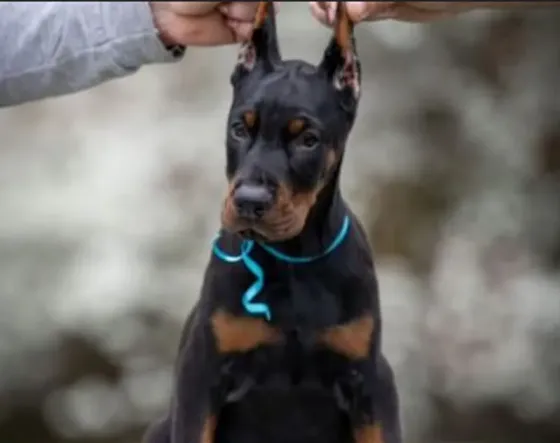 Doberman (European) Tbilisi