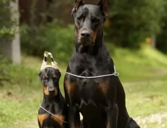 Doberman (European) Tbilisi