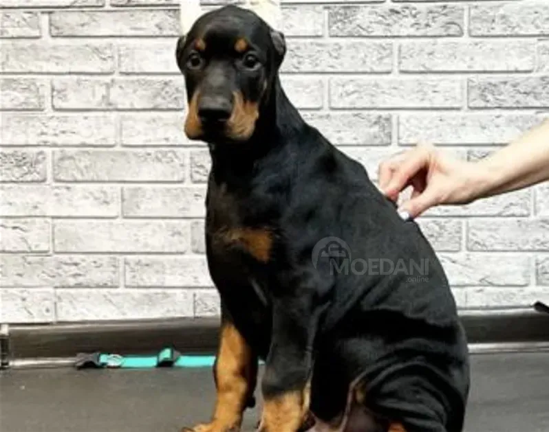 Доберман (европейский) Тбилиси - изображение 3