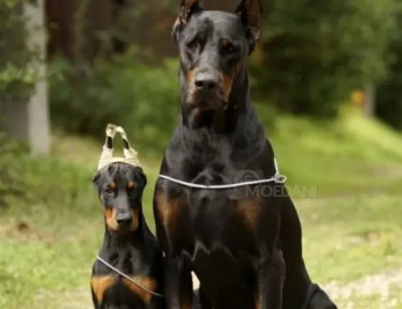 Доберман (европейский) Тбилиси - изображение 2