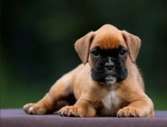 Show line boxer puppy Tbilisi