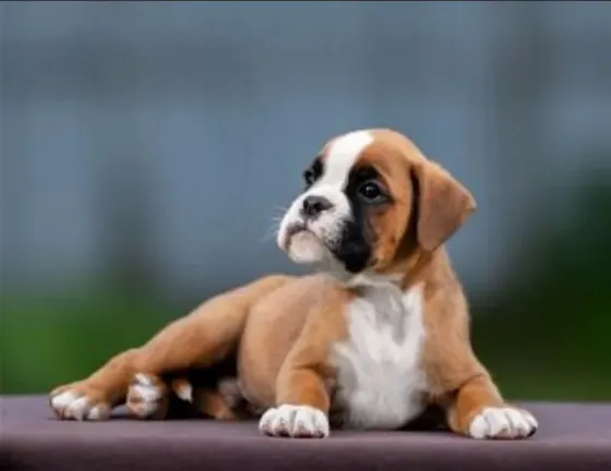 Show line boxer puppy Tbilisi