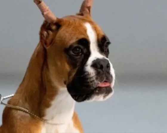 Show line boxer puppy Tbilisi