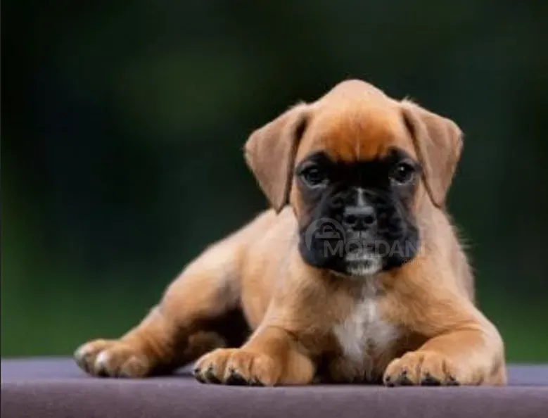 Щенок боксера выставочной линии Тбилиси - изображение 3