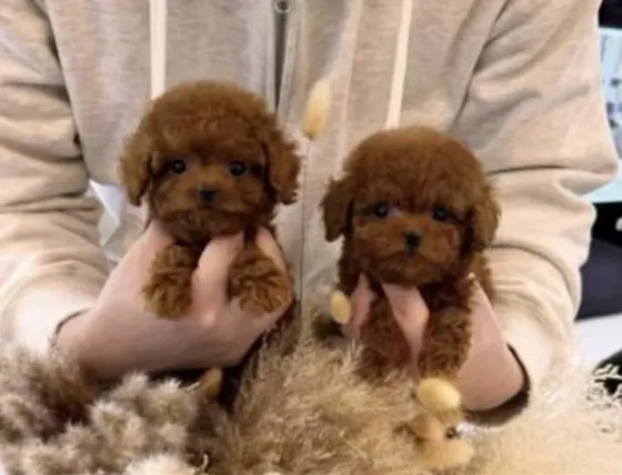 Red brown toy poodle puppies for sale Tbilisi