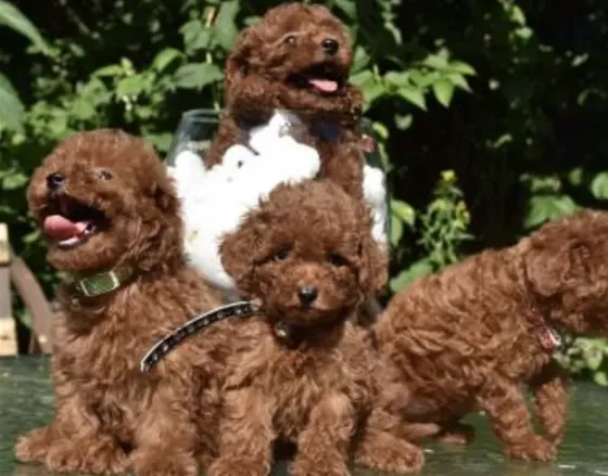 Toy Poodle puppies for sale (Korean line), Tbilisi