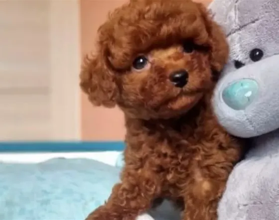 Red brown poodle puppies for sale Tbilisi