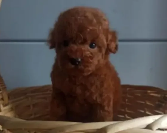 Red brown poodle puppies for sale Tbilisi