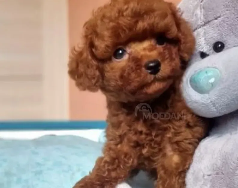 Red brown poodle puppies for sale Tbilisi - photo 1