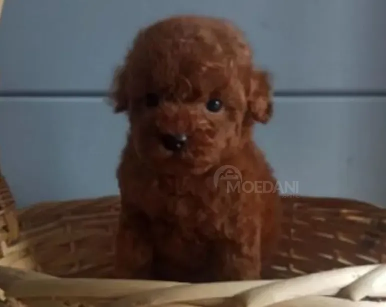 Red brown poodle puppies for sale Tbilisi - photo 2