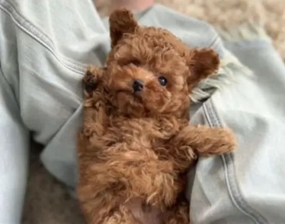 Toy Poodle puppies for sale Tbilisi