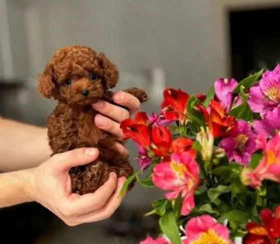 Toy Poodle puppies for sale Tbilisi