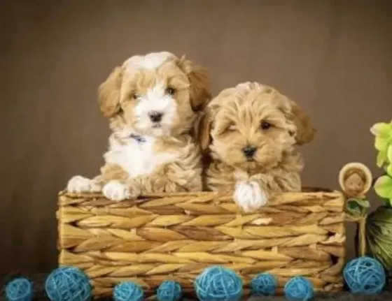 2 month old Korean Maltipoo mini puppies for sale Tbilisi