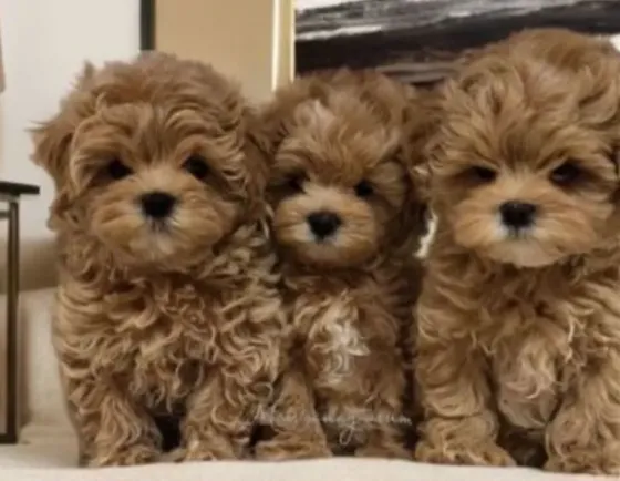 2 month old Korean Maltipoo mini puppies for sale Tbilisi