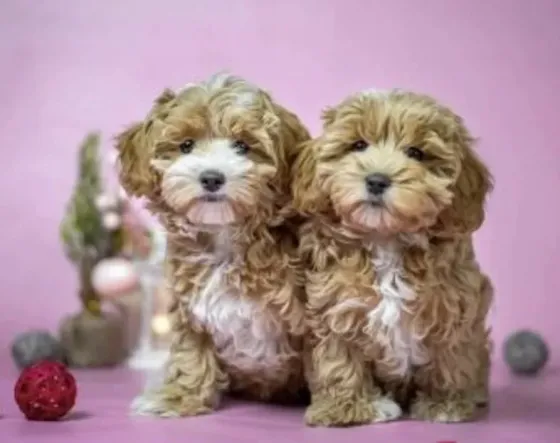Mini Poodle and Korean Maltipoo puppies, 2 months old, Korean line, mixed breed Tbilisi