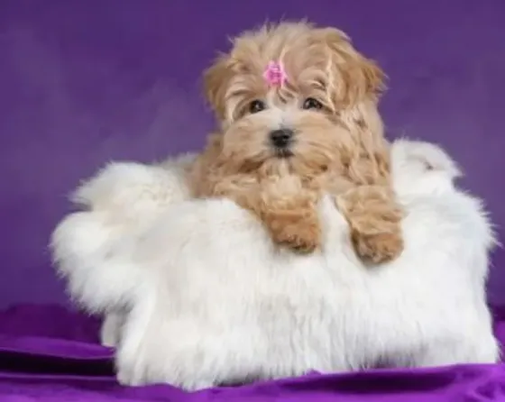 For sale: purebred Korean Maltipoo puppy Tbilisi