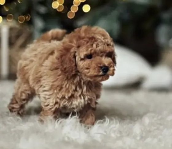 For sale: purebred Korean Maltipoo puppy Tbilisi